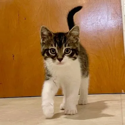 A baby small-sized male Domestic Short Hair cat named Dj Jazzy Jeff for adoption in Wheaton, IL