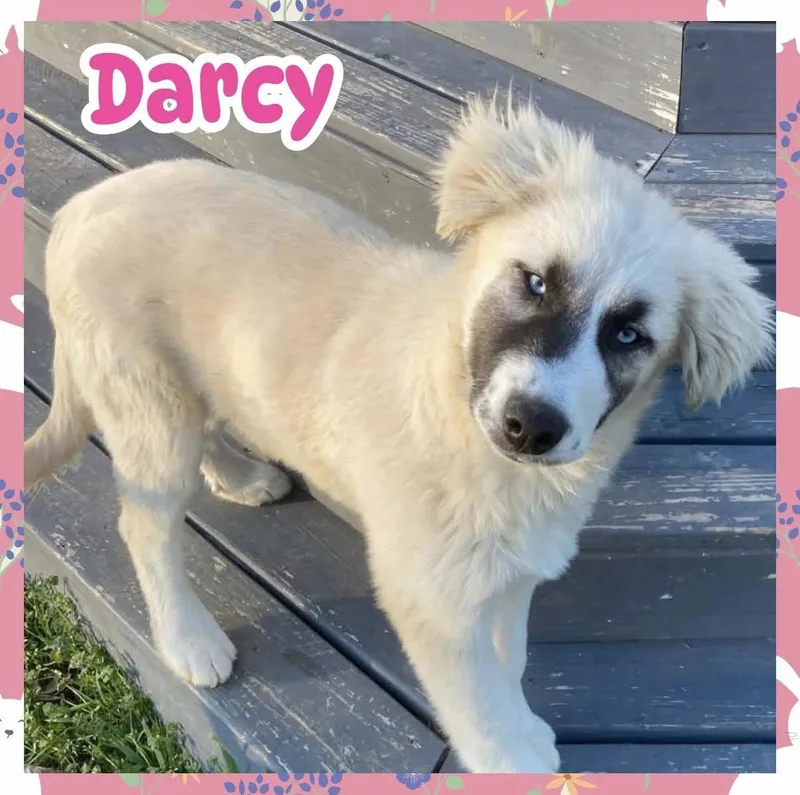 Darcy