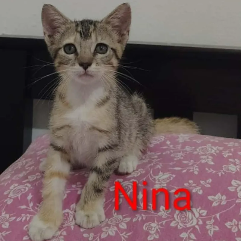 A baby medium-sized female Domestic Short Hair cat named Nina for adoption in Warren, NJ