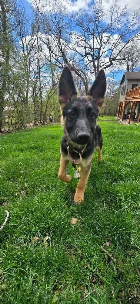 A baby small-sized female German Shepherd Dog dog named Heidi V for adoption in Fredonia, WI