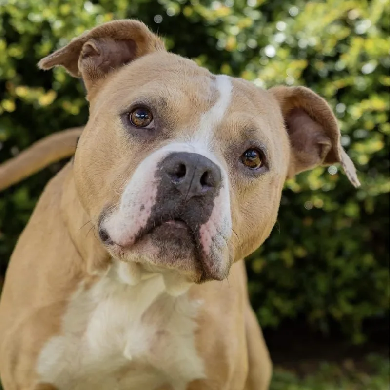 An adult medium-sized male Terrier dog named Gauge for adoption in Hattiesburg, MS