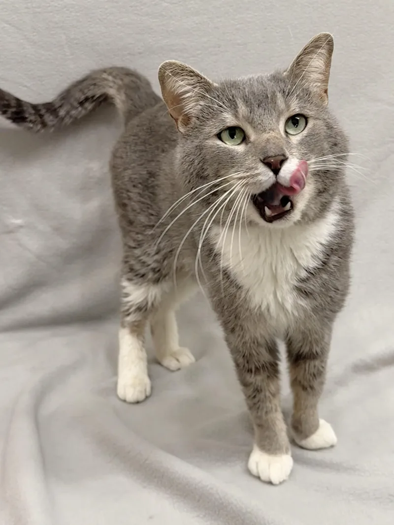 An adult medium-sized male Gray / Blue / Silver Domestic Short Hair cat named Chuck for adoption in Minneapolis, MN