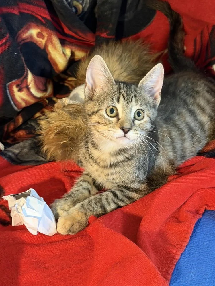 A baby small-sized female Tabby (Brown / Chocolate) Domestic Short Hair cat named Katniss for adoption in Cary, NC