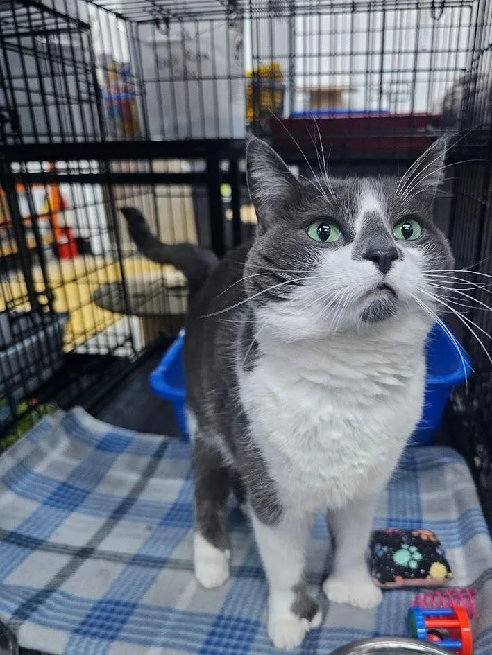 A young medium-sized female Domestic Short Hair cat named Stormie for adoption in St. Cloud, MN