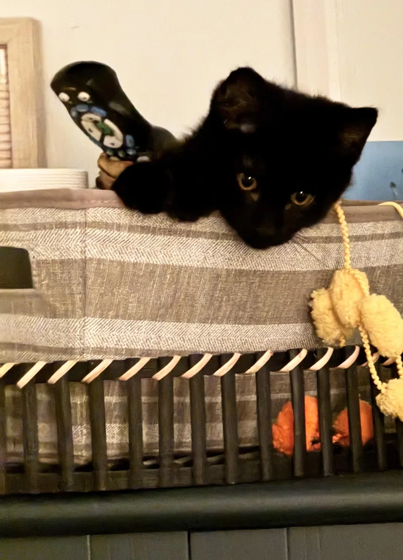 A baby small-sized female Domestic Short Hair cat named Cauliflower for adoption in Bethel Park, PA