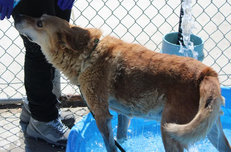 An adult medium-sized male Red / Chestnut / Orange Australian Shepherd dog named Ruger for adoption in Wasco, CA