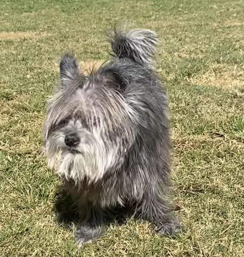 A senior small-sized male Schnauzer dog named Bowser for adoption in Little Rock, AR