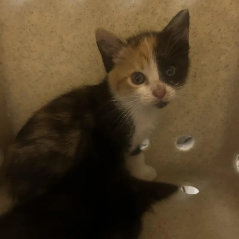 A baby small-sized female Black Domestic Short Hair cat named Francine for adoption in Philadelphia, PA
