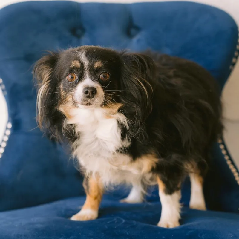 An adult small-sized female Chihuahua dog named Kaylene for adoption in Zionsville, IN