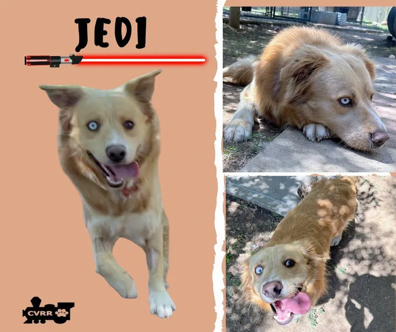 Jedi