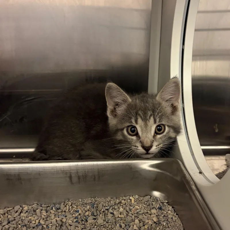 A baby small-sized male Gray / Blue / Silver Domestic Short Hair cat named Clawd for adoption in Council Bluffs, IA