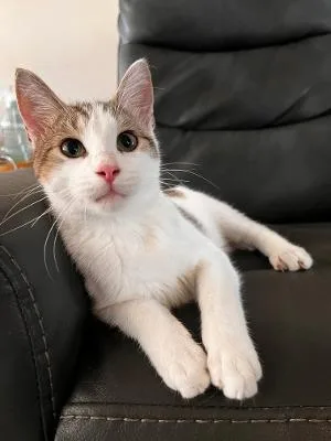 A baby medium-sized male Gray & White Domestic Short Hair cat named Taquito for adoption in Mokena, IL