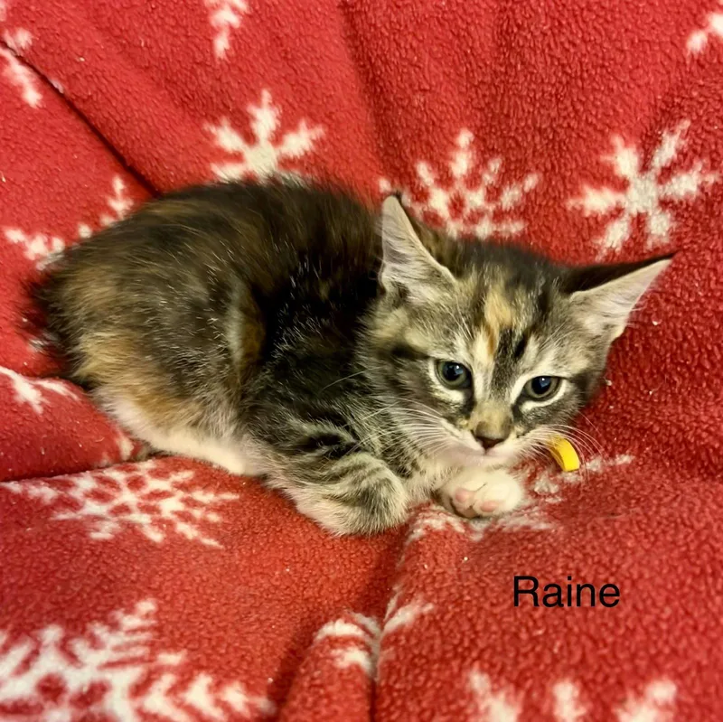 A baby medium-sized female Calico cat named Raine for adoption in Buford, GA