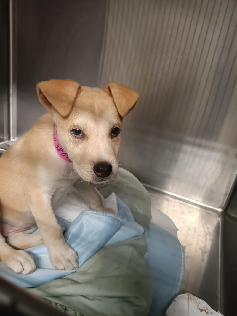 A baby small-sized female Labrador Retriever dog named A for adoption in Los Angeles, CA