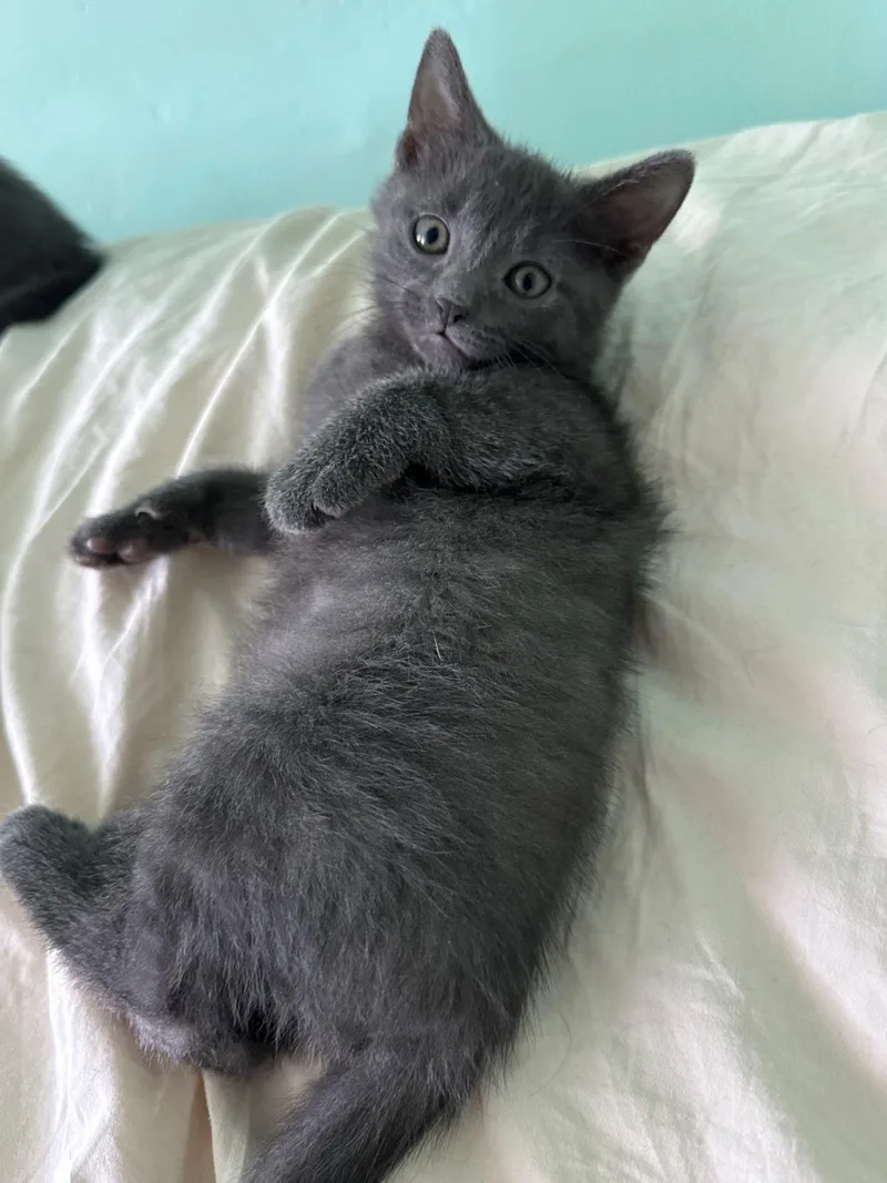 A baby medium-sized male Gray / Blue / Silver Domestic Short Hair cat named Radler for adoption in Trenton, NJ