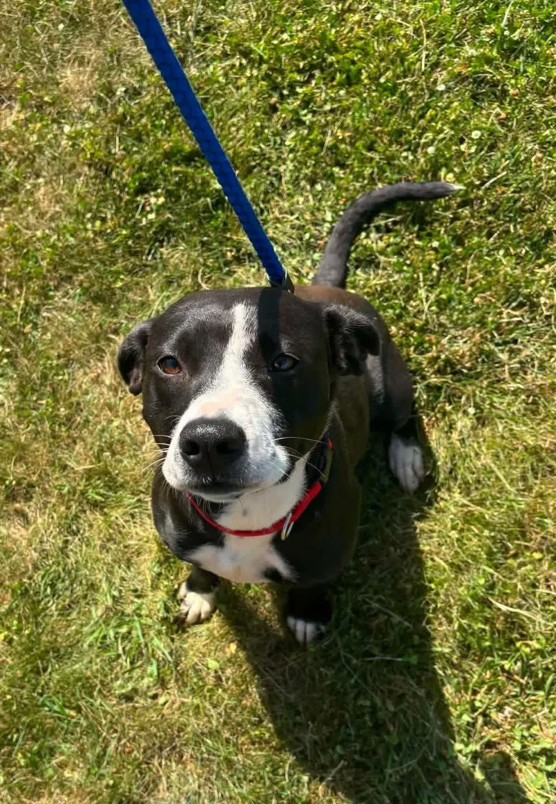 A young medium-sized female Black Border Collie dog named Effie for adoption in Fincastle, VA