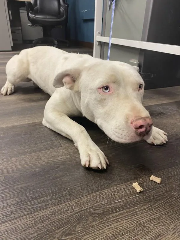 A young medium-sized male Pit Bull Terrier dog named Louie for adoption in Victorville, CA
