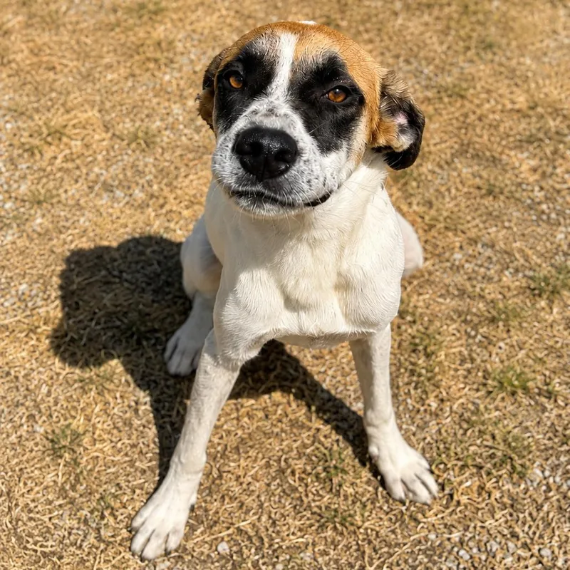 A young small-sized male White / Cream Cattle Dog dog named Badger D for adoption in Corsicana, TX