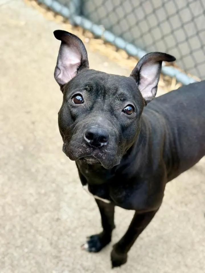 An adult medium-sized female Black Pit Bull Terrier dog named Moiraine for adoption in Chicago, IL