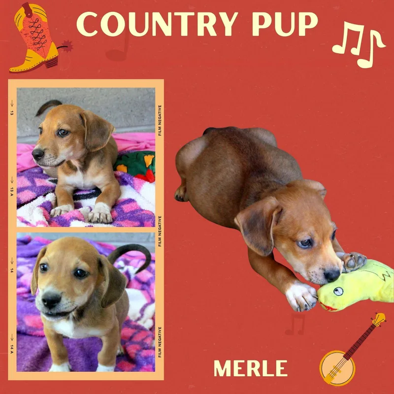 A baby small-sized male Hound dog named Merle for adoption in LINDSAY, CA