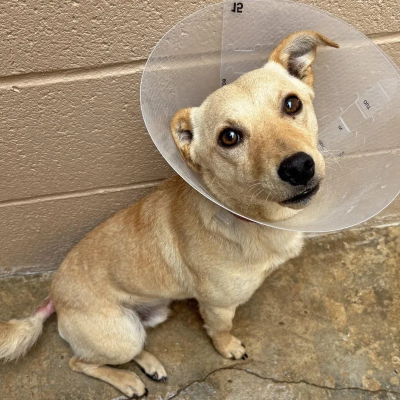 An adult small-sized male Golden Chihuahua dog named Zach Bryan for adoption in Ojai, CA