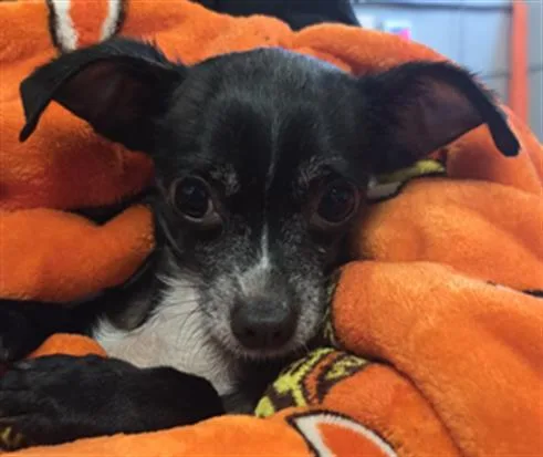 An adult small-sized male Chihuahua dog named Teddy for adoption in Camarillo, CA