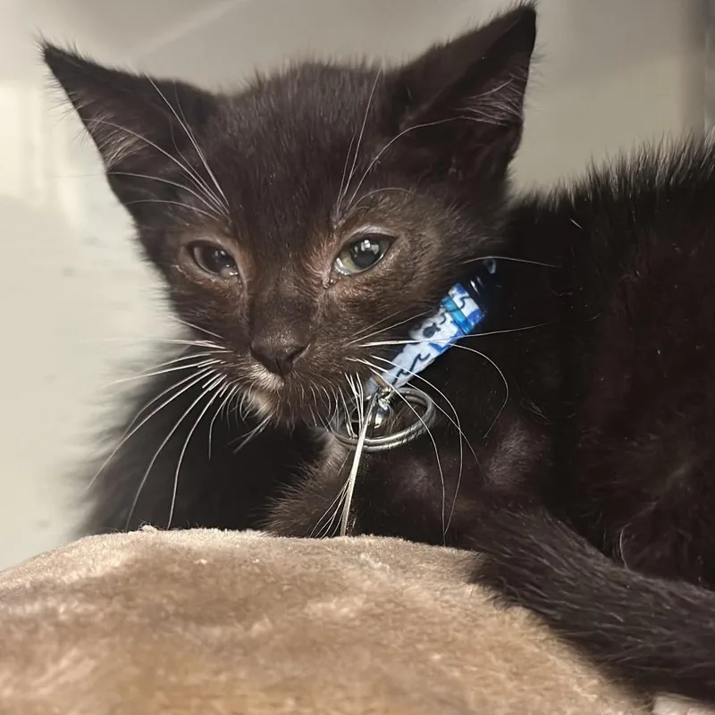 A baby small-sized male Domestic Short Hair cat named H Gojo for adoption in Port Washington, NY
