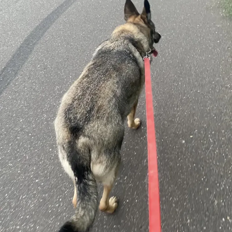 A senior small-sized male Brown / Chocolate German Shepherd Dog dog named Odin D for adoption in Princeton, MN