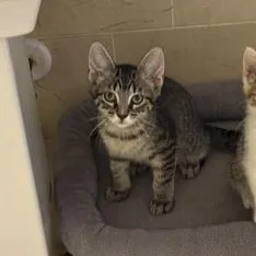 Pepper thumbnail 3