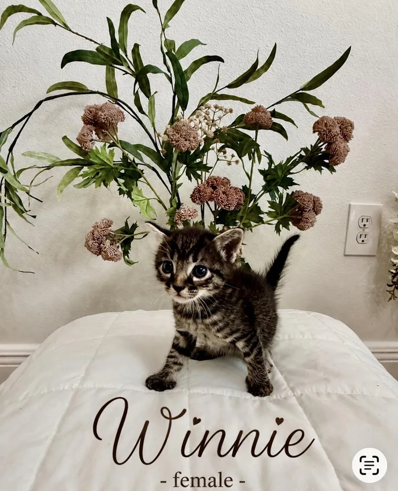 A baby small-sized female Tabby (Brown / Chocolate) Tabby cat named Winnie for adoption in Paulina, LA