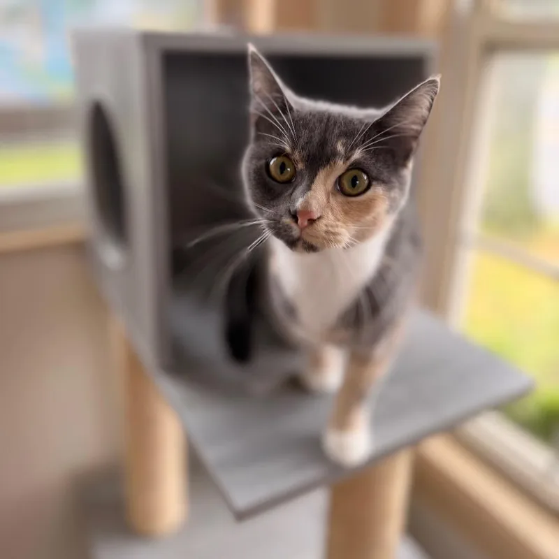 A young small-sized female Calico Domestic Short Hair cat named Cali for adoption in Pasadena , MD
