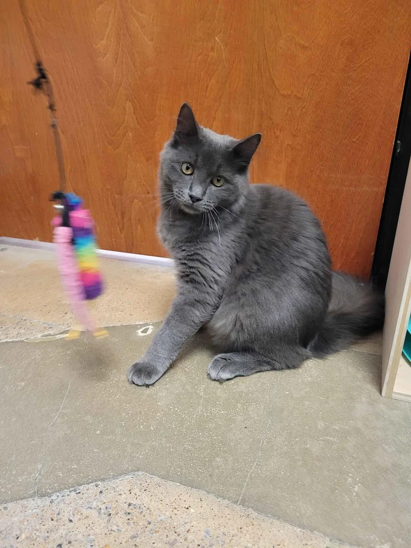 A baby medium-sized male Gray / Blue / Silver Domestic Short Hair cat named Cody for adoption in Herndon, VA