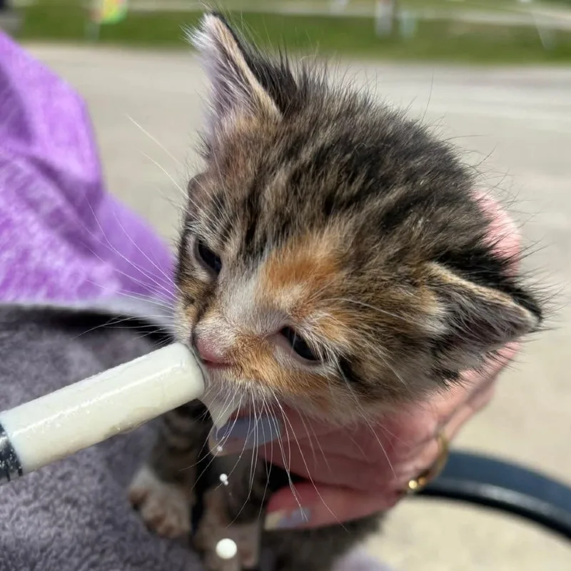 A baby small-sized female Black Domestic Short Hair cat named Venus for adoption in Mondovi, WI