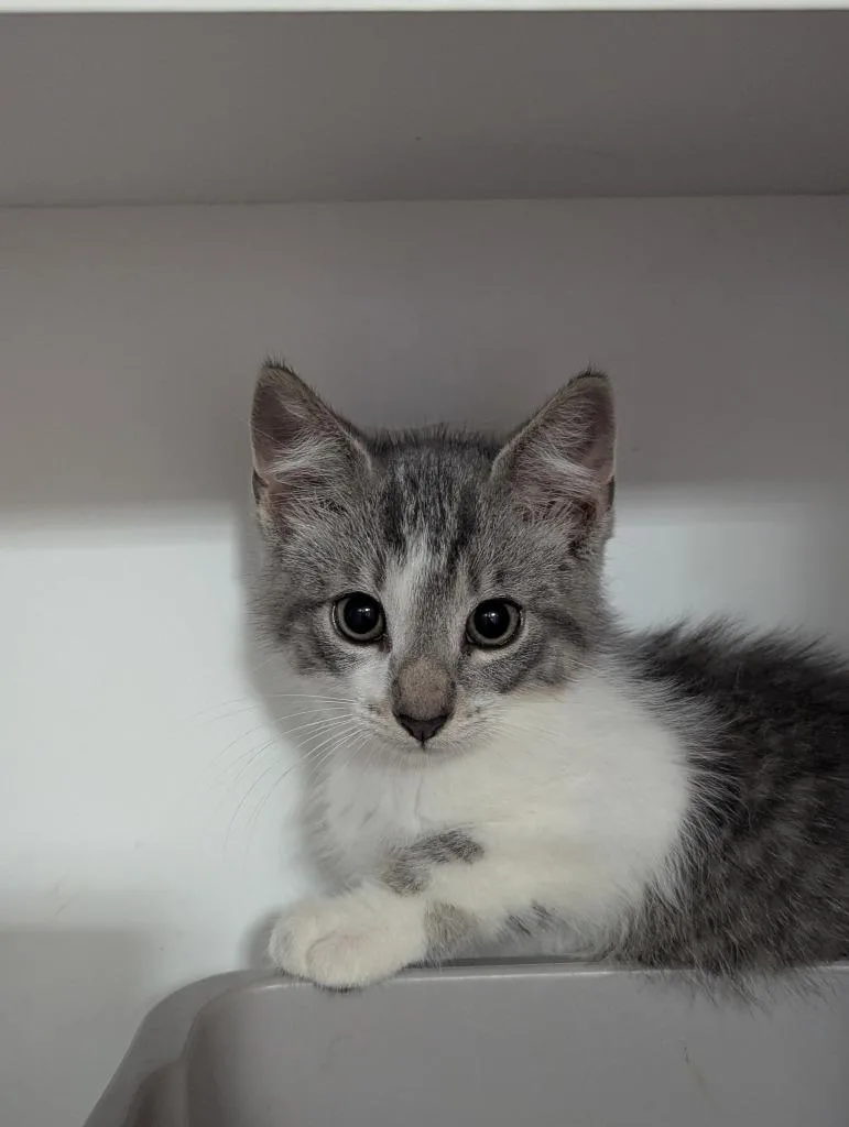 A baby medium-sized male Domestic Short Hair cat named Bart for adoption in St. Cloud, MN
