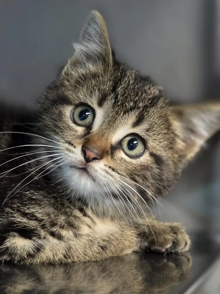 A baby medium-sized male Domestic Short Hair cat named BMo for adoption in Huntington, IN