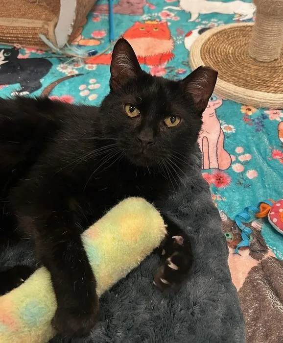 An adult medium-sized male Black Domestic Short Hair cat named Becker for adoption in Denver, CO