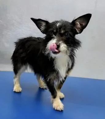A young small-sized female Tricolor (Brown, Black, & White) Papillon dog named Georgia for adoption in Littleton, CO