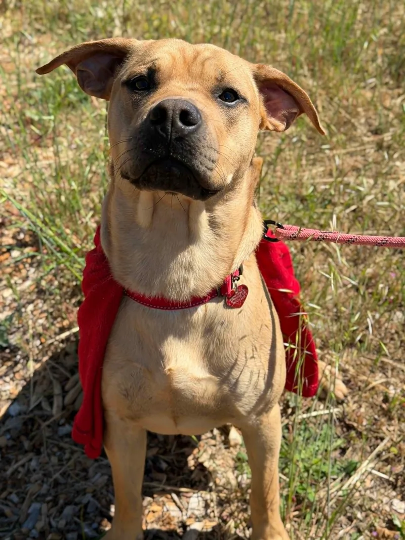 A young medium-sized male Red / Chestnut / Orange Pit Bull Terrier dog named Wonder for adoption in Grants Pass, OR