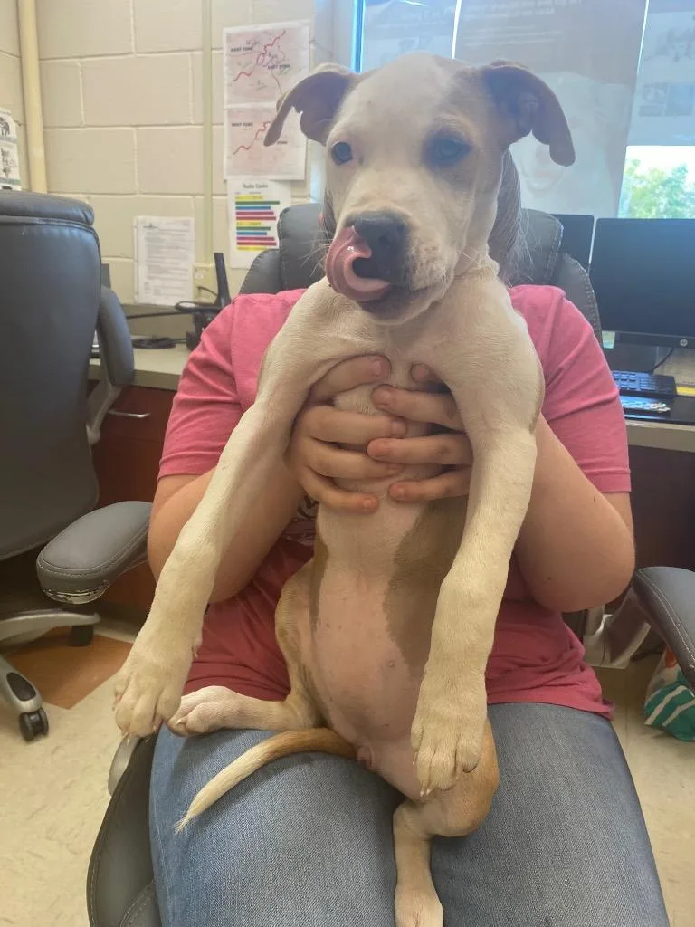 A young medium-sized female Pit Bull Terrier dog named Star for adoption in Clarksville, TN