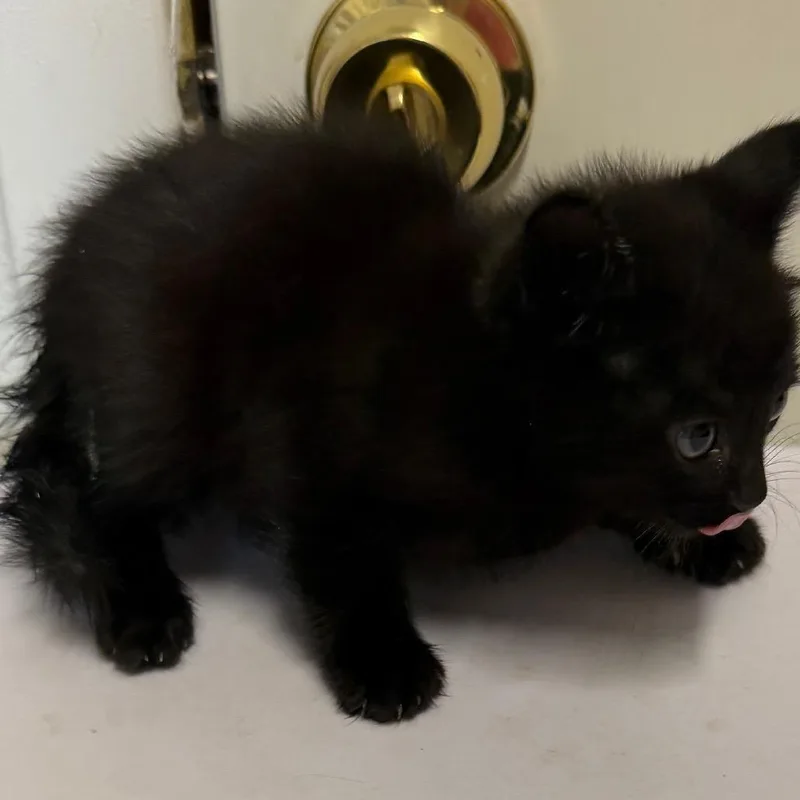 A baby small-sized male Black Domestic Short Hair cat named Pheonix for adoption in Floresville, TX