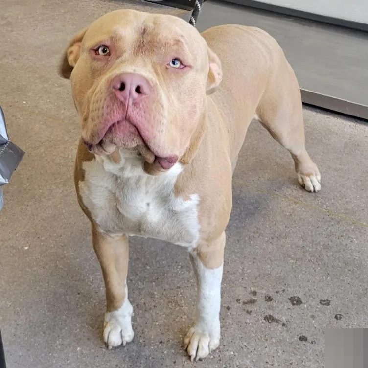 A young large-sized male Yellow / Tan / Blond / Fawn Mixed Breed dog named Pablo for adoption in Las Cruces, NM