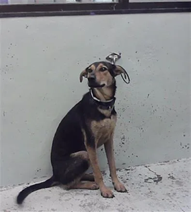 A young large-sized male German Shepherd Dog dog named Ned for adoption in Houston, TX