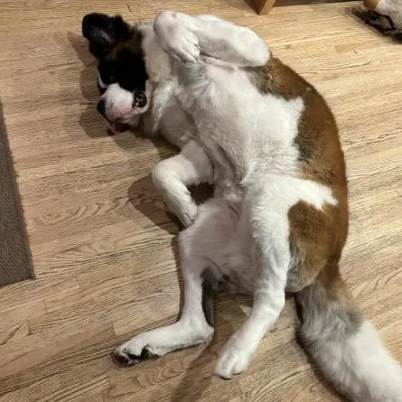 An adult extra large-sized male White / Cream Saint Bernard dog named Tiny for adoption in Crystal, MN
