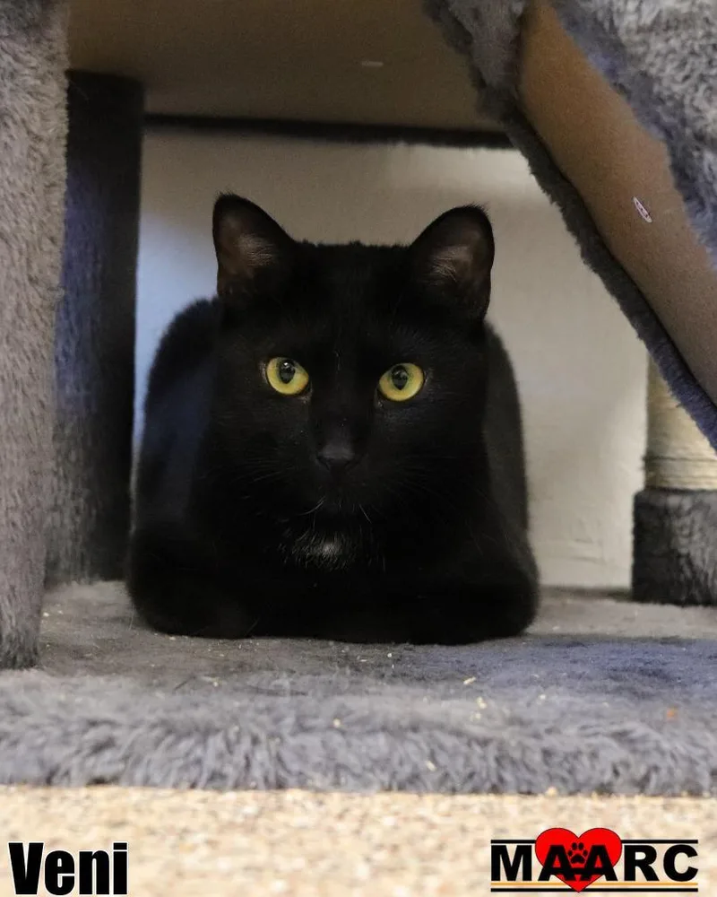 A young medium-sized female Domestic Short Hair cat named Veni for adoption in Maryville, TN