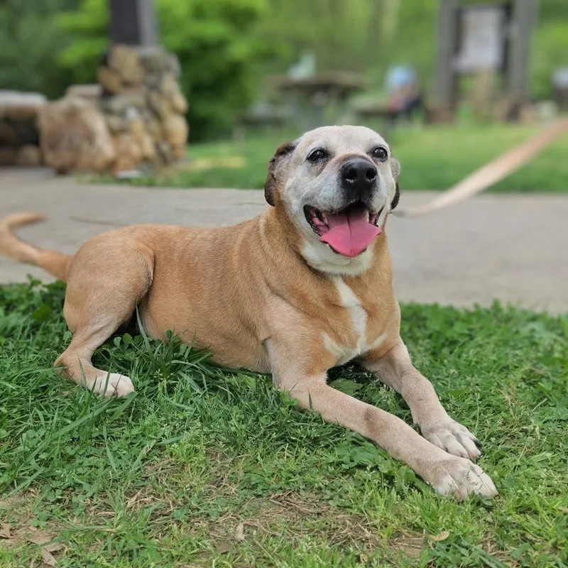 A senior medium-sized female Yellow / Tan / Blond / Fawn Boxer dog named Missy for adoption in Shelby, NC