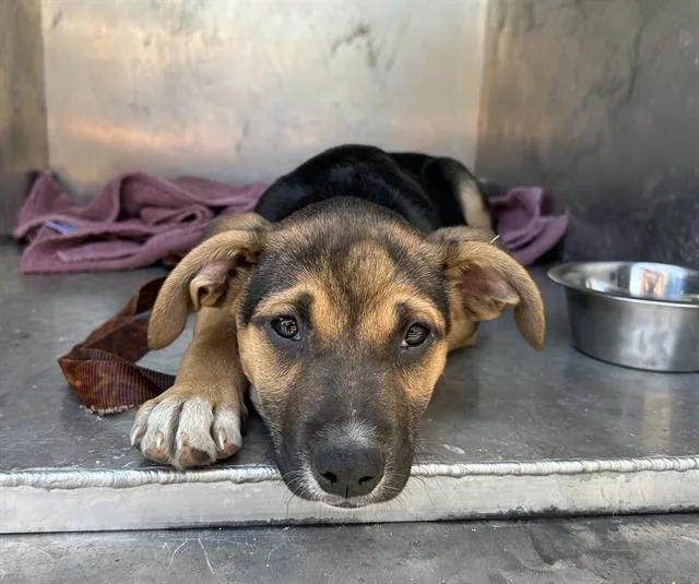 A baby small-sized male German Shepherd Dog dog named Lewis for adoption in Fairfield, CA