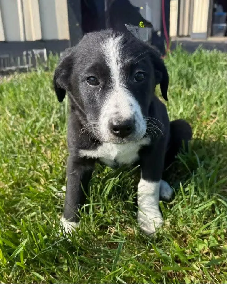 A baby medium-sized female Bernese Mountain Dog dog named Penne for adoption in Havertown, PA