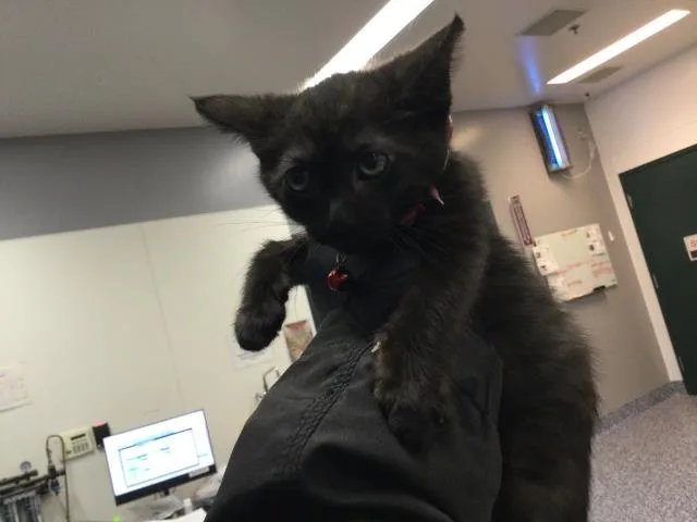 A baby small-sized male Domestic Short Hair cat named Eddie for adoption in Thousand Palms, CA