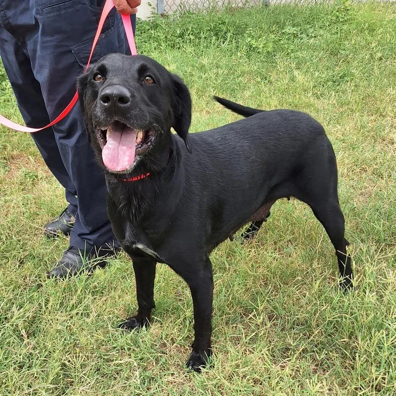 An adult large-sized female Black Labrador Retriever dog named Quinn for adoption in Austin, TX