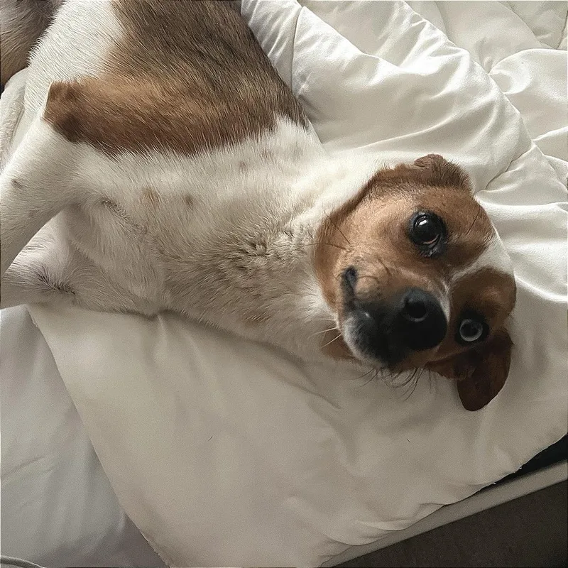 A young small-sized female White / Cream Rat Terrier dog named Bliss D for adoption in Minnetonka, MN